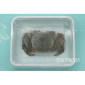 活餌 活カニエサ ベタガニ イソガニ 釣 飼育 エサ等に S M L みき釣具店